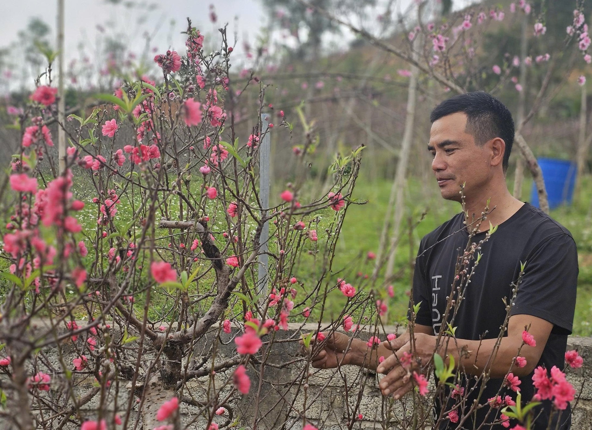 VIDEO: Đào nở bung trước Tết Nguyên đán, nhiều chủ vườn “trắng tay”- Ảnh 5.
