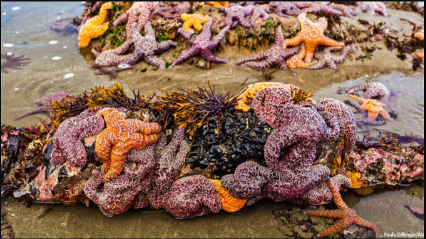 5 tỷ sao biển bỗng dưng chết h&agrave;ng loạt: Điều g&igrave; đang xảy ra dưới đ&aacute;y biển Bắc Mỹ?- Ảnh 2.