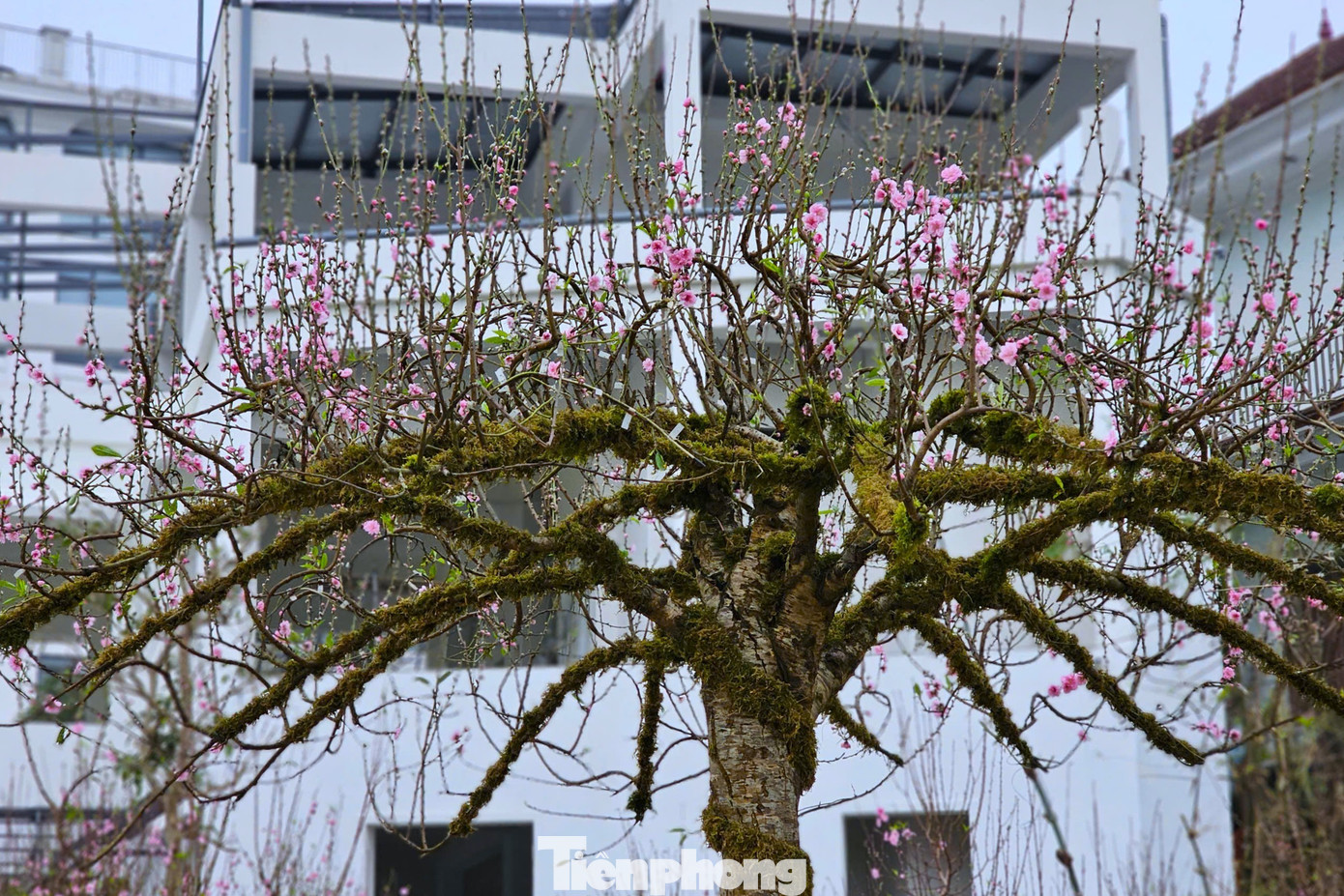 Độc lạ quất đảo v&agrave;ng, đ&agrave;o chiếc &ocirc;- Ảnh 6.