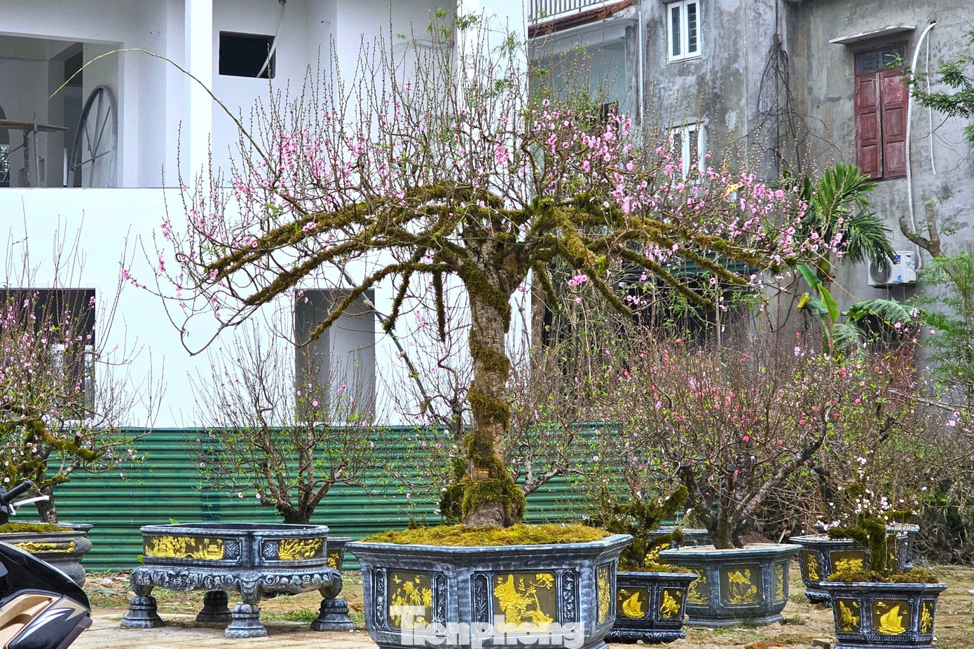 Độc lạ quất đảo v&agrave;ng, đ&agrave;o chiếc &ocirc;- Ảnh 3.