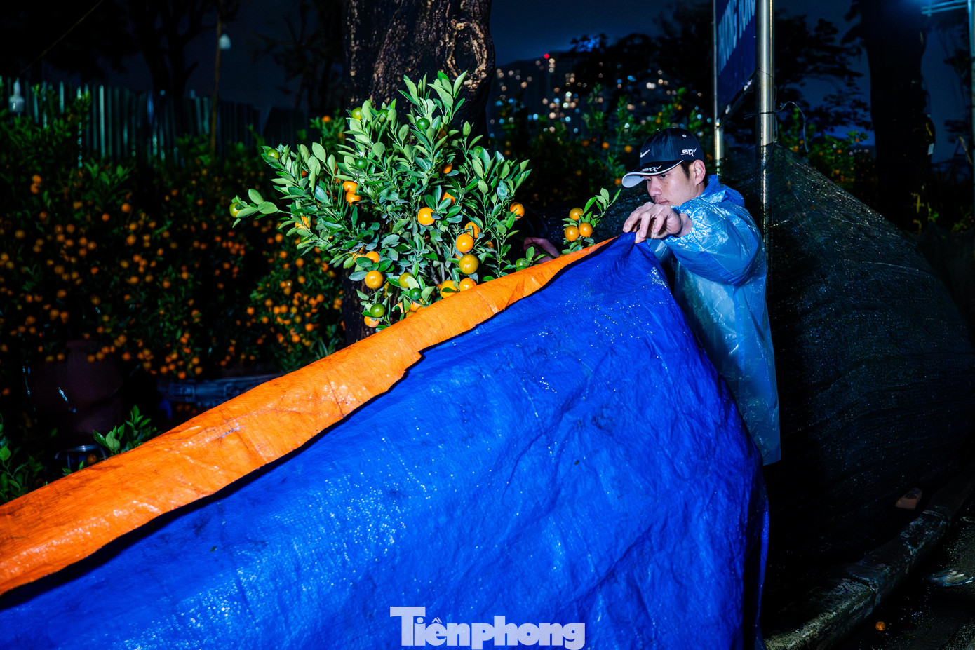 H&agrave; Nội mưa r&eacute;t thấu xương, tiểu thương trắng đ&ecirc;m tr&ocirc;ng đ&agrave;o quất- Ảnh 4.