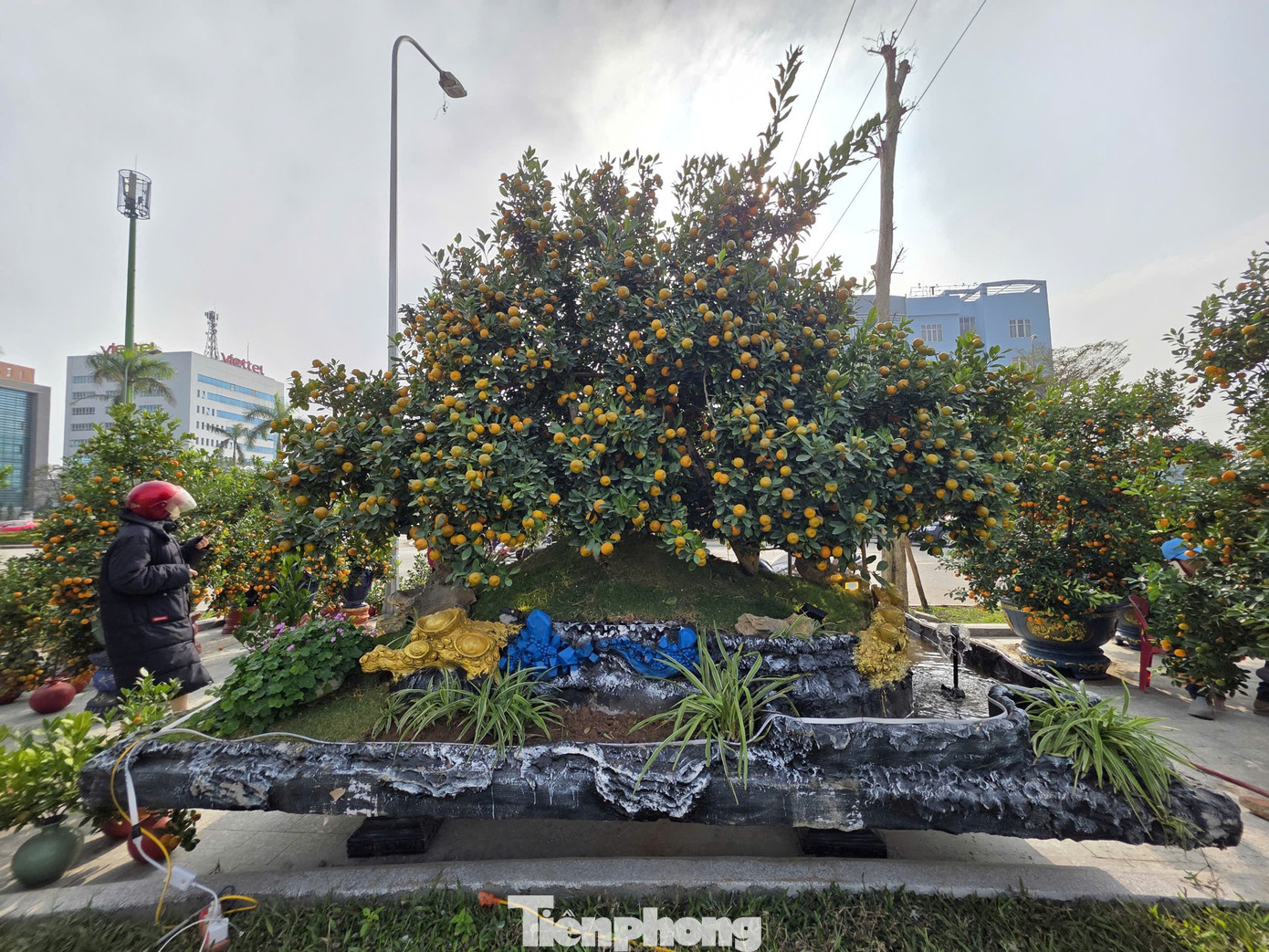 Độc lạ quất đảo v&agrave;ng, đ&agrave;o chiếc &ocirc;- Ảnh 2.