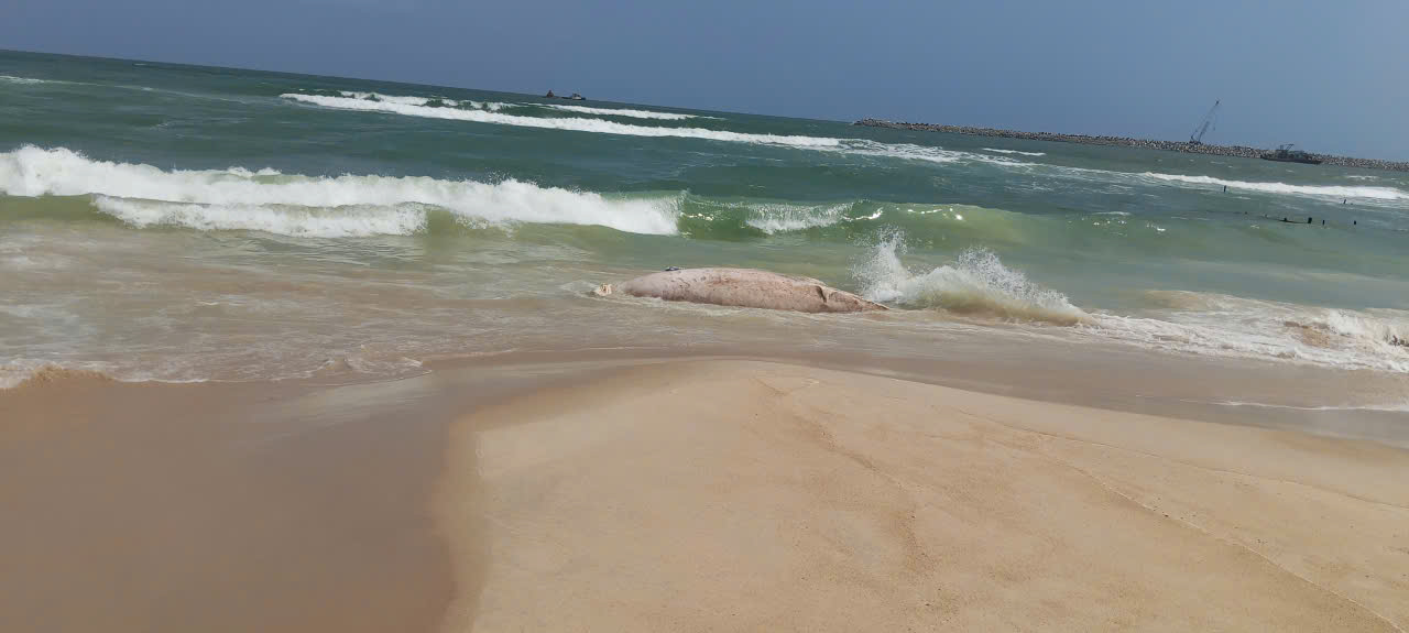 Xác cá voi "khủng" dạt vào bờ biển Quảng Trị- Ảnh 1.