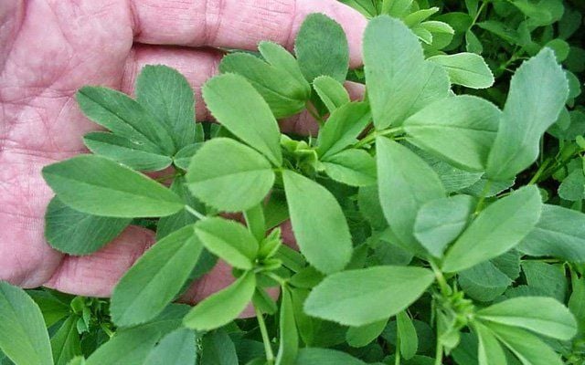 Cỏ linh lăng g&acirc;y sốt mỗi độ xu&acirc;n về: Vừa kh&aacute;ng khuẩn, vừa bổ gan lại c&ograve;n tốt cho mắt- Ảnh 1.