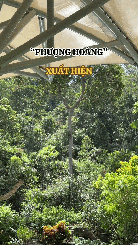 Cảnh tượng phượng hoàng xuất hiện giữa trời Việt Nam: Nhiều người trầm trồ không tin vào mắt mình- Ảnh 1. Cảnh tượng phượng hoàng xuất hiện giữa trời Việt Nam: Nhiều người trầm trồ không tin vào mắt mình- Ảnh 1.