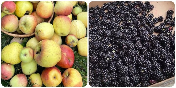 5 loại tr&aacute;i c&acirc;y gi&uacute;p 'thanh lọc' cơ thể hiệu quả nhất- Ảnh 1.