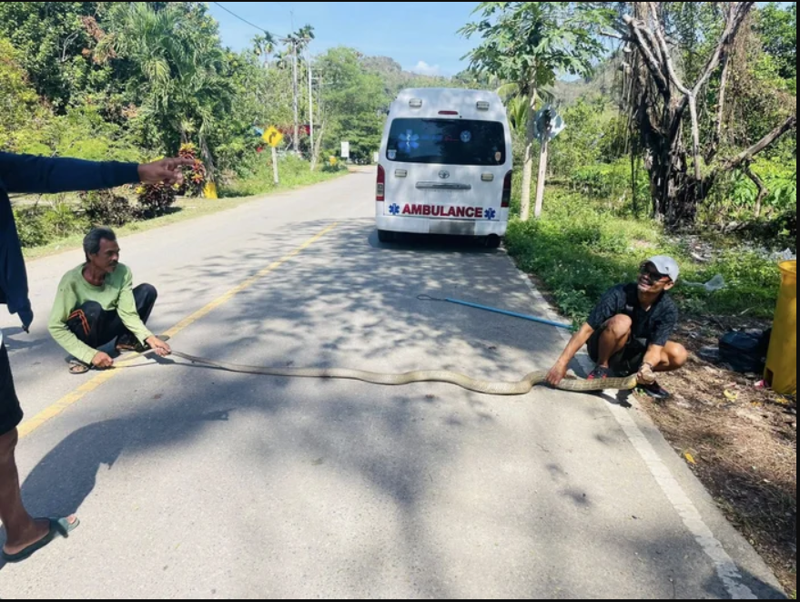 Nghe tiếng động lạ dưới gầm giường, chủ nh&agrave; 