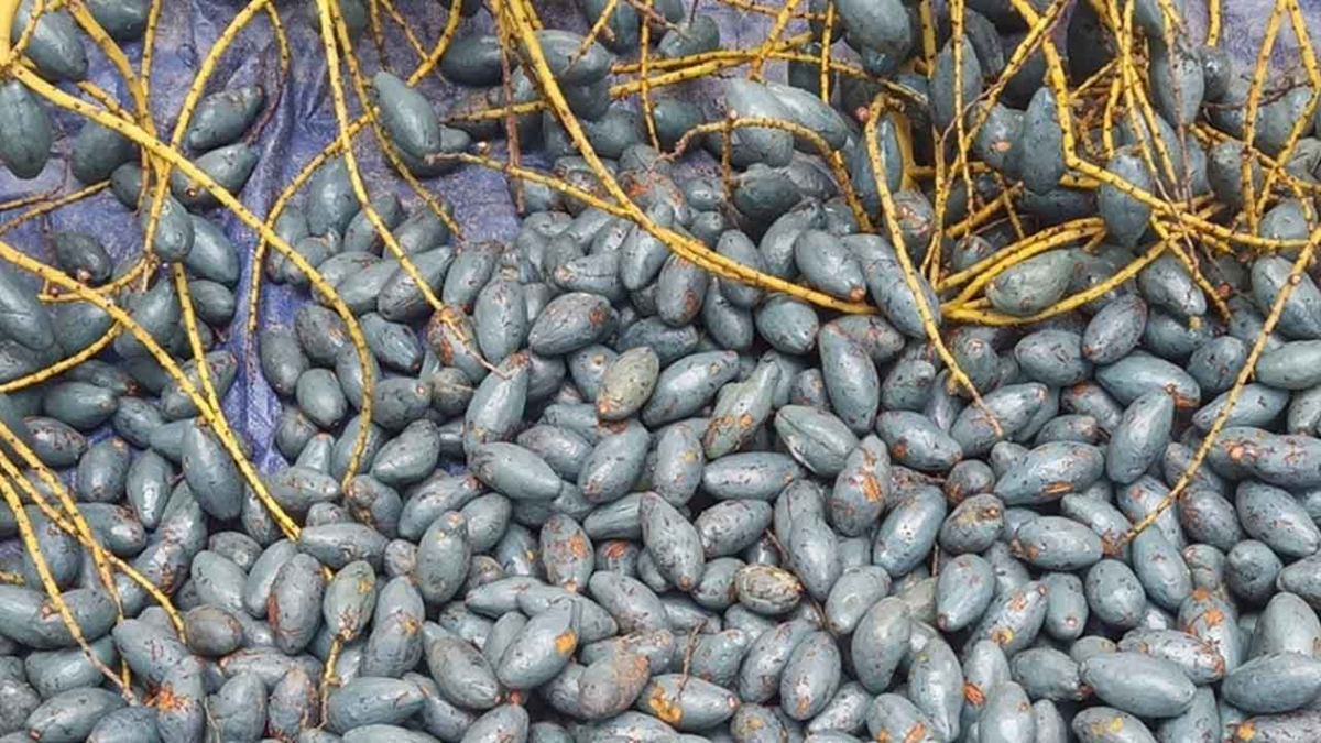 Loại quả xưa kh&ocirc;ng ai th&egrave;m nhặt, giờ th&agrave;nh đặc sản tốt như "thuốc qu&yacute;"- Ảnh 1.