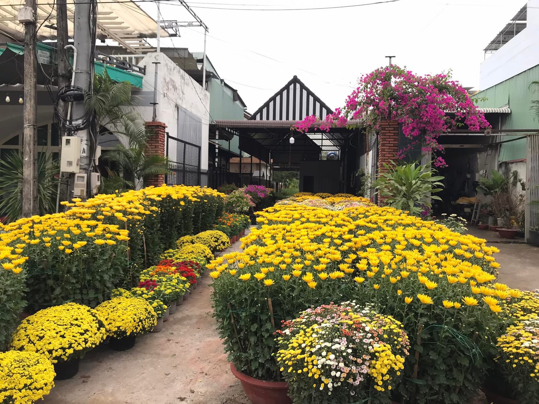 Trend &ldquo;Ăn hoa như ăn rau&rdquo; tiềm ẩn rủi ro- Ảnh 3.