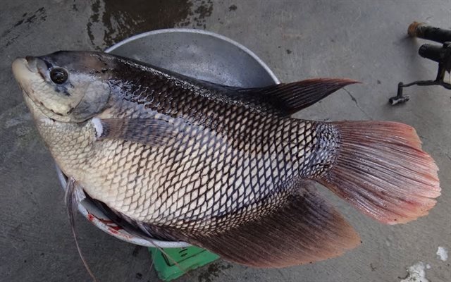 Mẹo xương m&aacute;u ph&acirc;n biệt c&aacute; tươi v&agrave; c&aacute; ươn, người b&aacute;n "cậy mồm" cũng kh&ocirc;ng n&oacute;i- Ảnh 3.