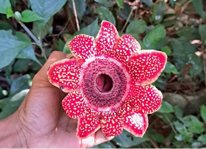 &ldquo;Kho b&aacute;u&rdquo; cực hiếm bất ngờ hiện diện trong Vườn Quốc gia Phong Nha - Kẻ B&agrave;ng- Ảnh 1.