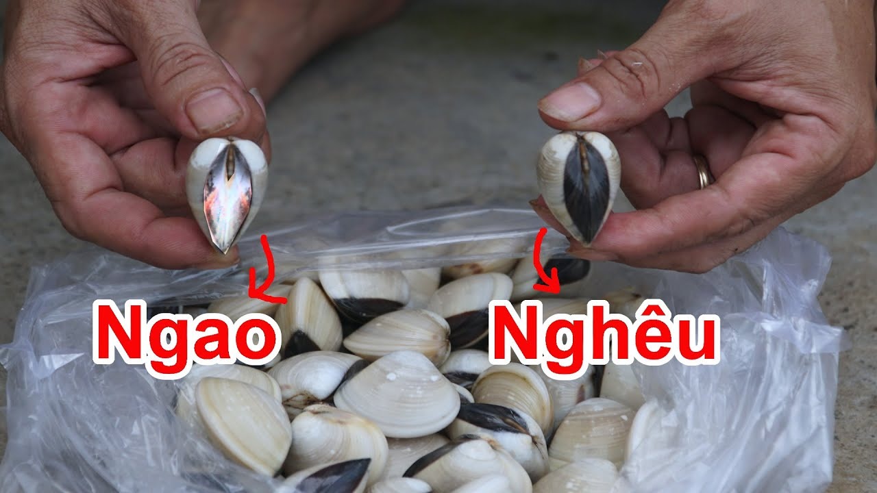 Mẹo "v&agrave;ng" ph&acirc;n biệt ngao v&agrave; ngh&ecirc;u, đ&atilde; biết l&agrave; kh&ocirc;ng bao giờ mua nhầm- Ảnh 1.