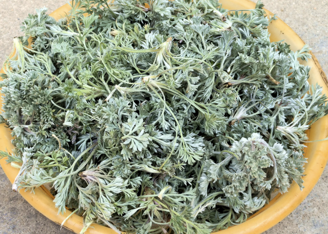 Bắt được "b&aacute;u vật" m&ugrave;a xu&acirc;n mọc đầy rải r&aacute;c: Đem l&agrave;m m&oacute;n hấp ngọt mềm tơi xốp, nh&agrave; nội nh&agrave; ngoại gắp kh&ocirc;ng ngừng đũa- Ảnh 2.