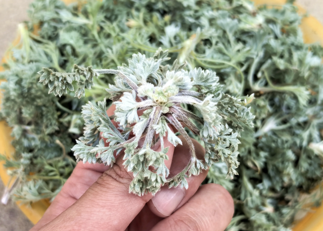 Bắt được "b&aacute;u vật" m&ugrave;a xu&acirc;n mọc đầy rải r&aacute;c: Đem l&agrave;m m&oacute;n hấp ngọt mềm tơi xốp, nh&agrave; nội nh&agrave; ngoại gắp kh&ocirc;ng ngừng đũa- Ảnh 1.