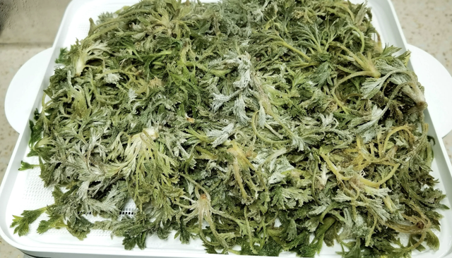 Bắt được "b&aacute;u vật" m&ugrave;a xu&acirc;n mọc đầy rải r&aacute;c: Đem l&agrave;m m&oacute;n hấp ngọt mềm tơi xốp, nh&agrave; nội nh&agrave; ngoại gắp kh&ocirc;ng ngừng đũa- Ảnh 5.