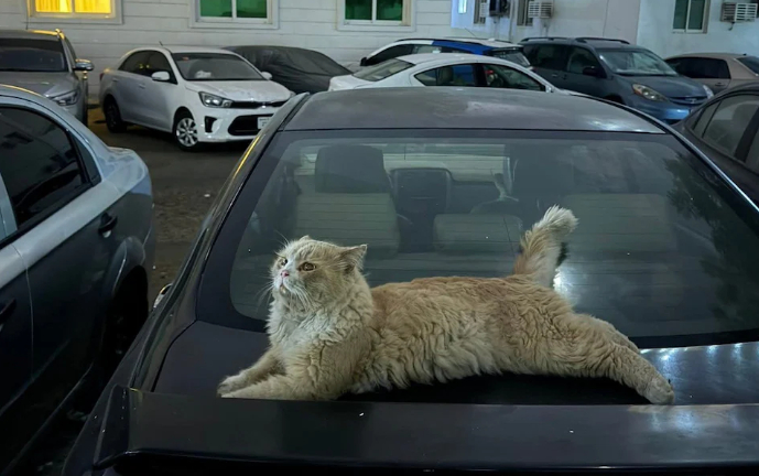 Ch&oacute; m&egrave;o bị bỏ rơi tr&agrave;n ngập đường phố Dubai khi người nước ngo&agrave;i th&aacute;o chạy trong hoảng loạn- Ảnh 2.