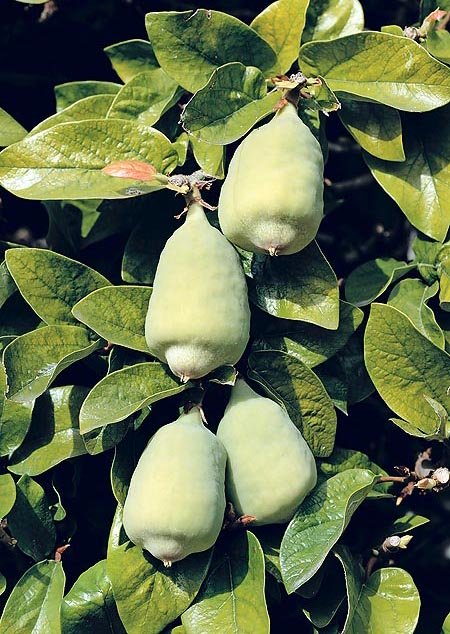 Uống tr&agrave; tr&acirc;u cổ l&agrave;m &ldquo;khổ&rdquo; qu&yacute; &ocirc;ng- Ảnh 1.