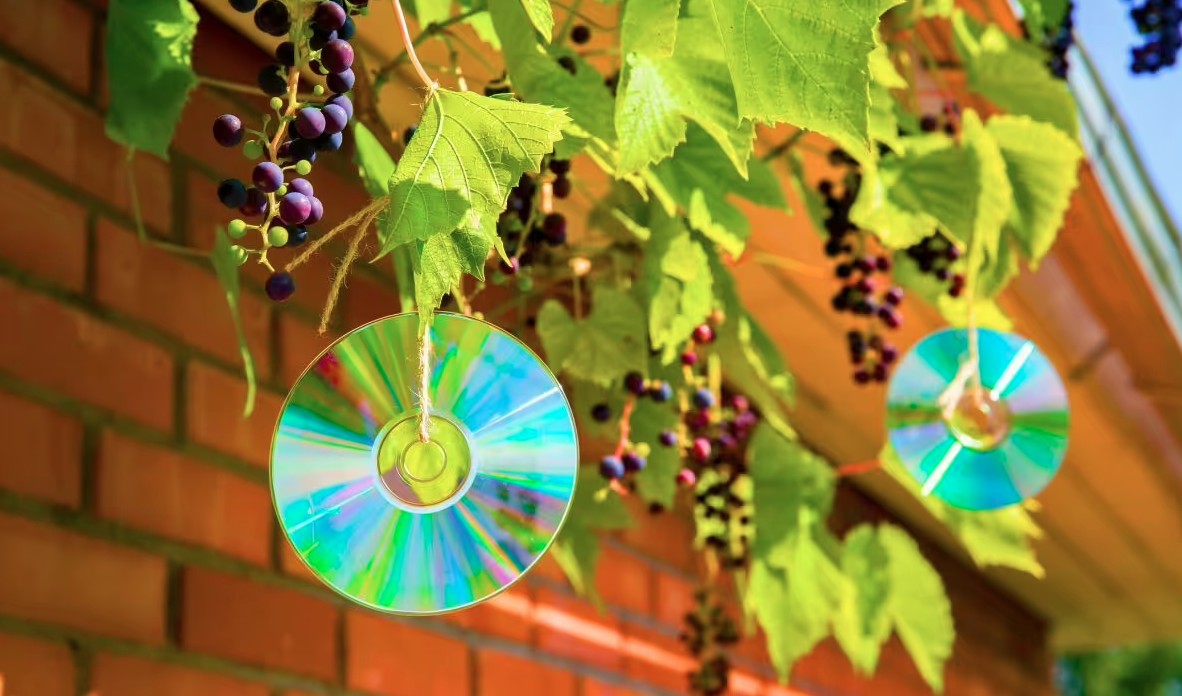 Treo thứ n&agrave;y ngo&agrave;i vườn, bỗng nhi&ecirc;n chim kh&ocirc;ng d&aacute;m ph&aacute; loại, c&acirc;y cối ph&aacute;t triển mơn mởn- Ảnh 2.