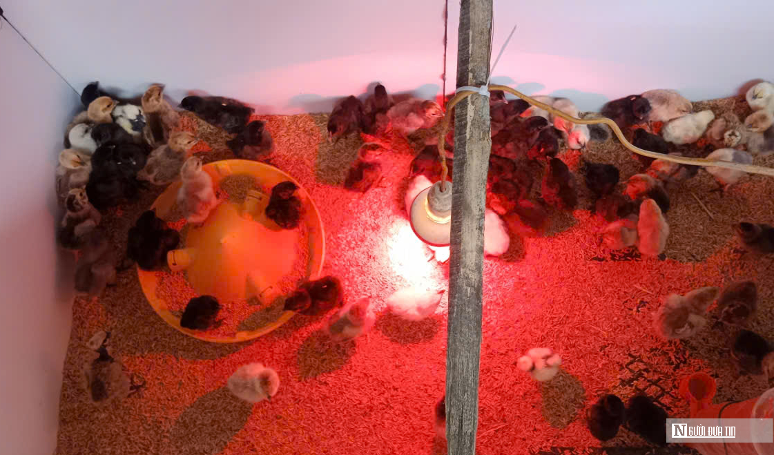 Nu&ocirc;i lo&agrave;i g&agrave; c&oacute; c&aacute;i t&ecirc;n &ldquo;đ&aacute;ng sợ&rdquo;, anh n&ocirc;ng d&acirc;n thu h&agrave;ng trăm triệu mỗi năm- Ảnh 5.