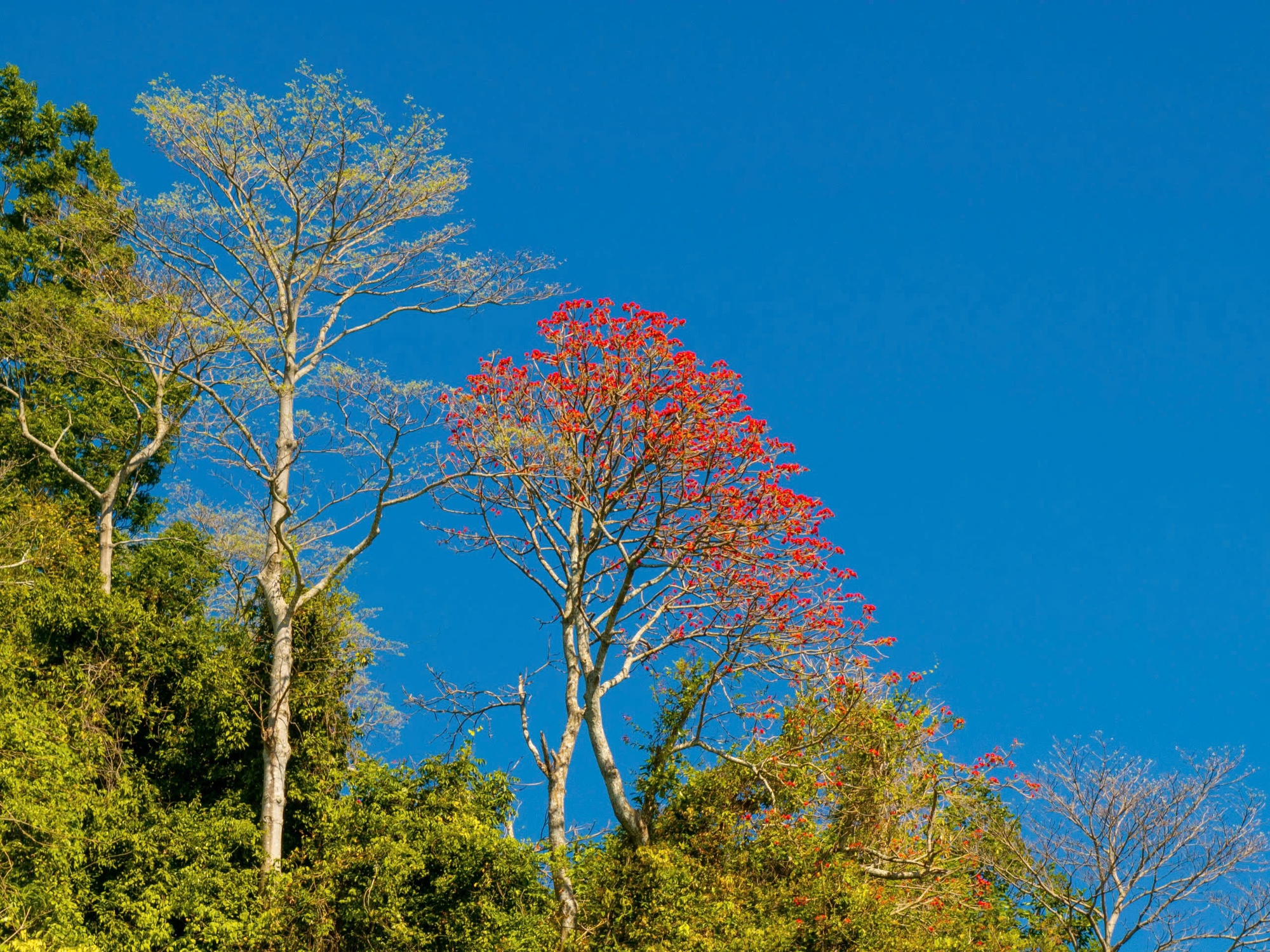 Th&aacute;ng 3, giới trẻ đổ về n&uacute;i B&agrave; Đen &ldquo;săn&rdquo; ảnh hoa v&ocirc;ng nem đỏ rực- Ảnh 12.