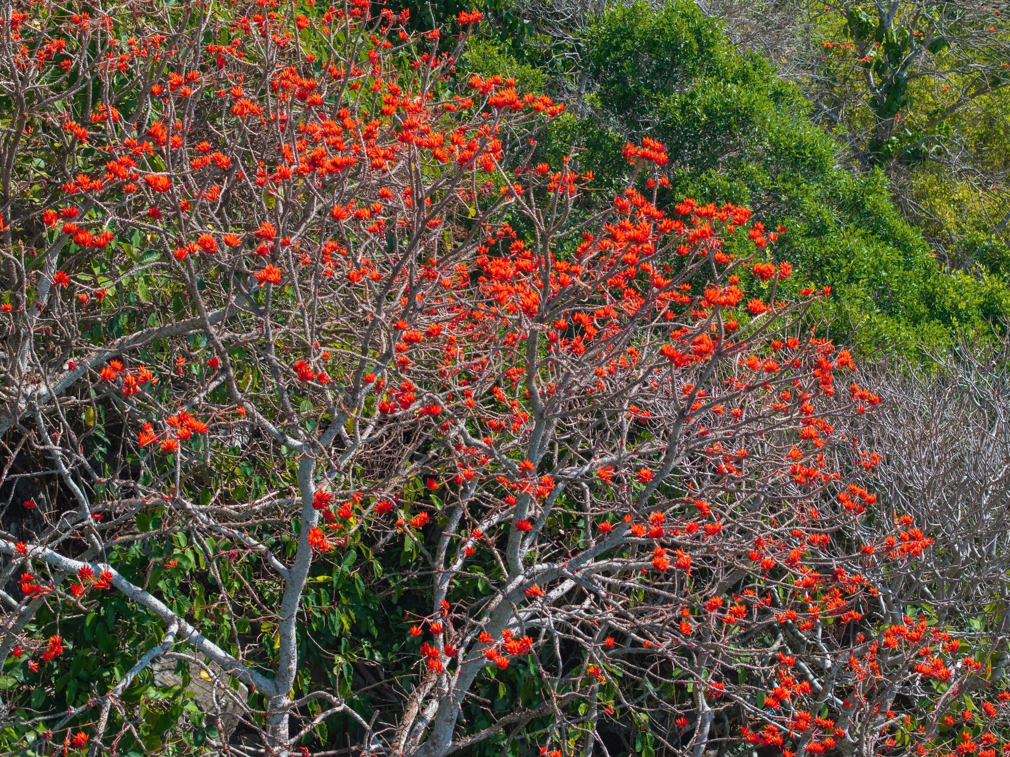 Th&aacute;ng 3, giới trẻ đổ về n&uacute;i B&agrave; Đen &ldquo;săn&rdquo; ảnh hoa v&ocirc;ng nem đỏ rực- Ảnh 13.