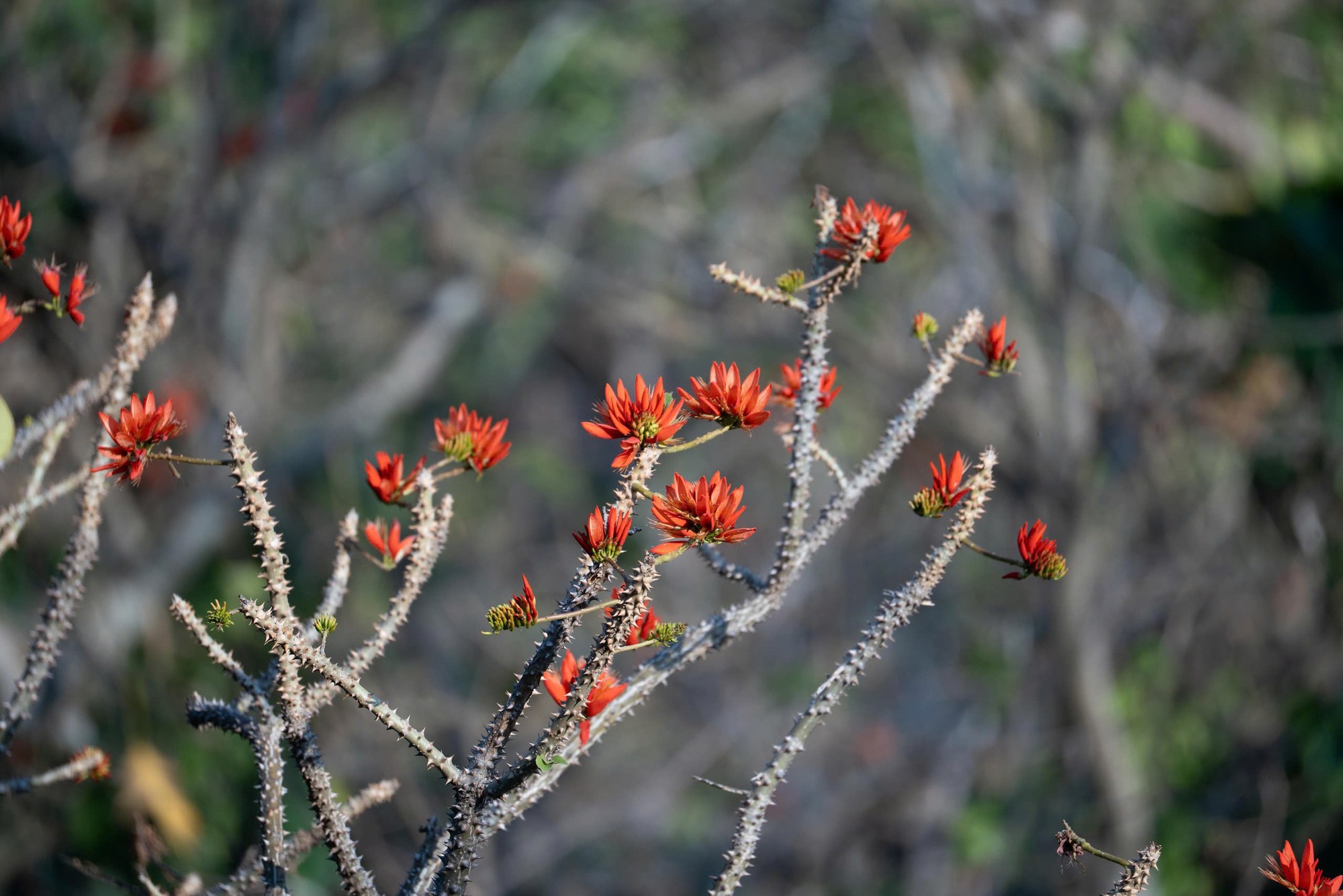 Th&aacute;ng 3, giới trẻ đổ về n&uacute;i B&agrave; Đen &ldquo;săn&rdquo; ảnh hoa v&ocirc;ng nem đỏ rực- Ảnh 14.