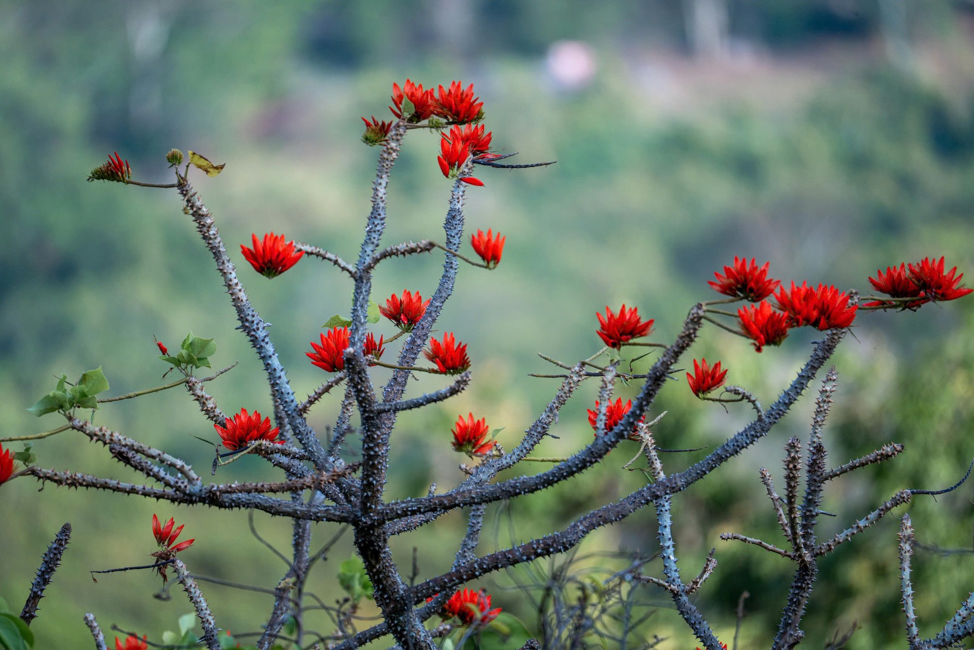 Th&aacute;ng 3, giới trẻ đổ về n&uacute;i B&agrave; Đen &ldquo;săn&rdquo; ảnh hoa v&ocirc;ng nem đỏ rực- Ảnh 15.
