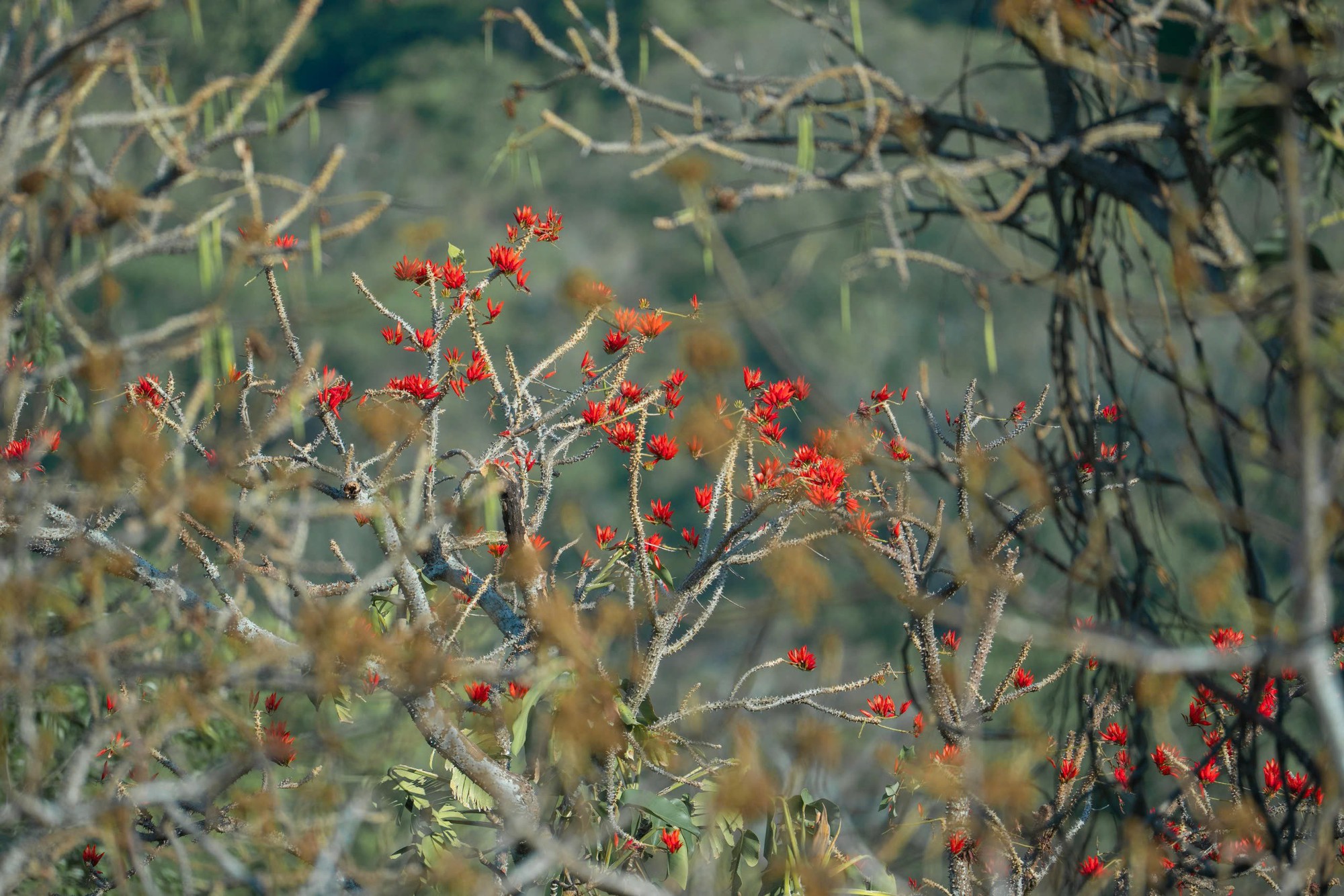 Th&aacute;ng 3, giới trẻ đổ về n&uacute;i B&agrave; Đen &ldquo;săn&rdquo; ảnh hoa v&ocirc;ng nem đỏ rực- Ảnh 17.