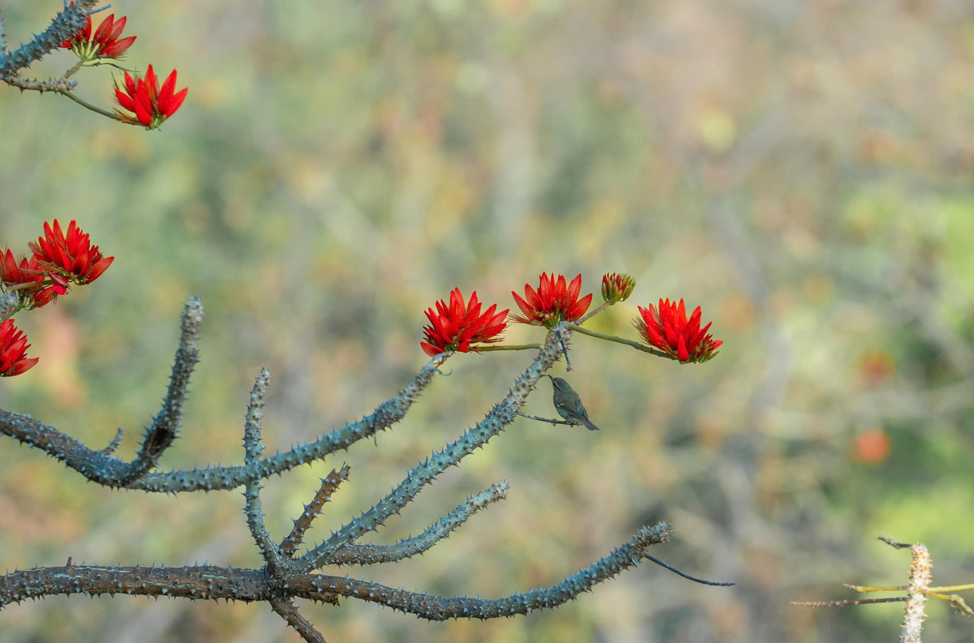 Th&aacute;ng 3, giới trẻ đổ về n&uacute;i B&agrave; Đen &ldquo;săn&rdquo; ảnh hoa v&ocirc;ng nem đỏ rực- Ảnh 18.