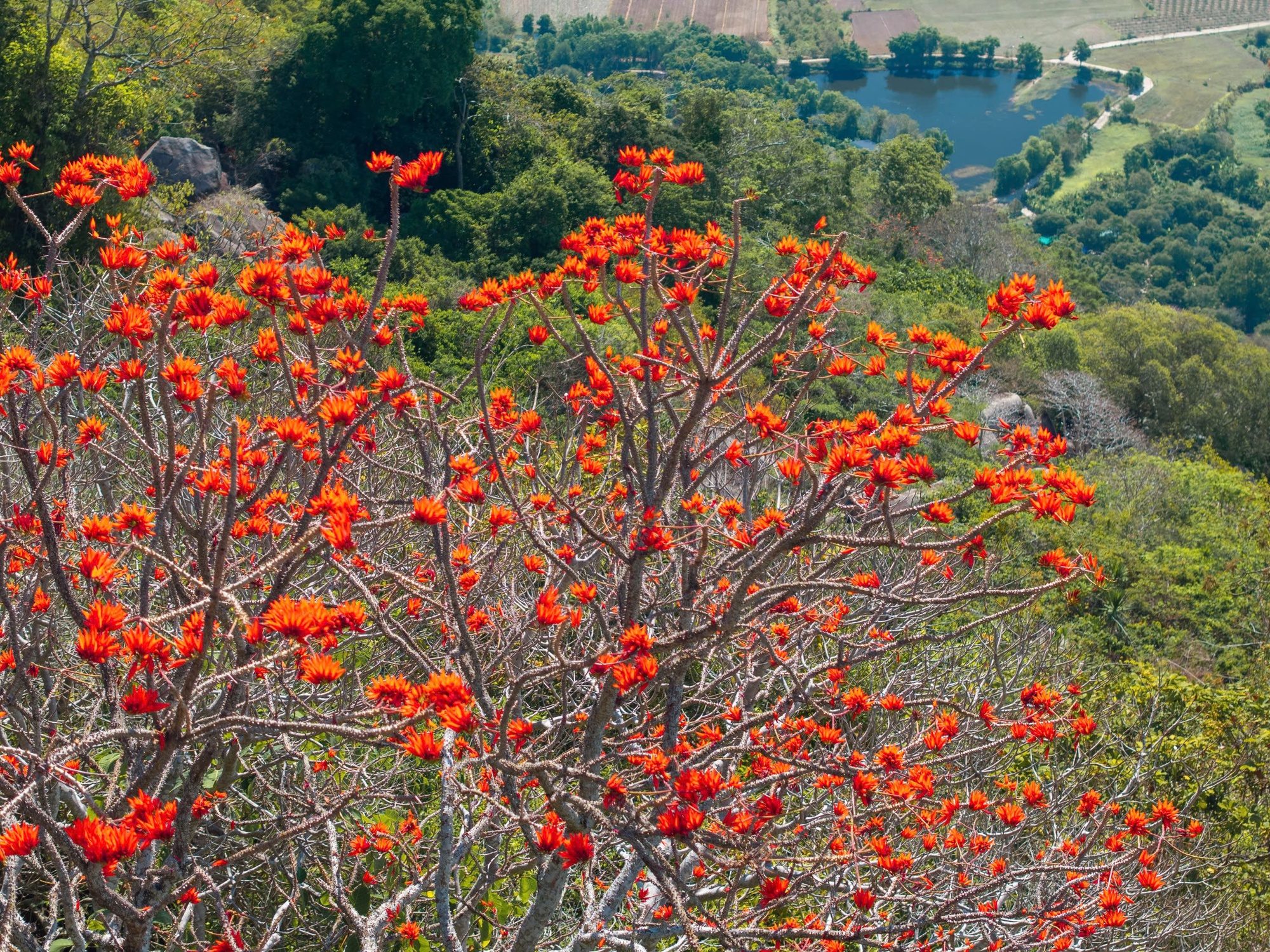 Th&aacute;ng 3, giới trẻ đổ về n&uacute;i B&agrave; Đen &ldquo;săn&rdquo; ảnh hoa v&ocirc;ng nem đỏ rực- Ảnh 7.