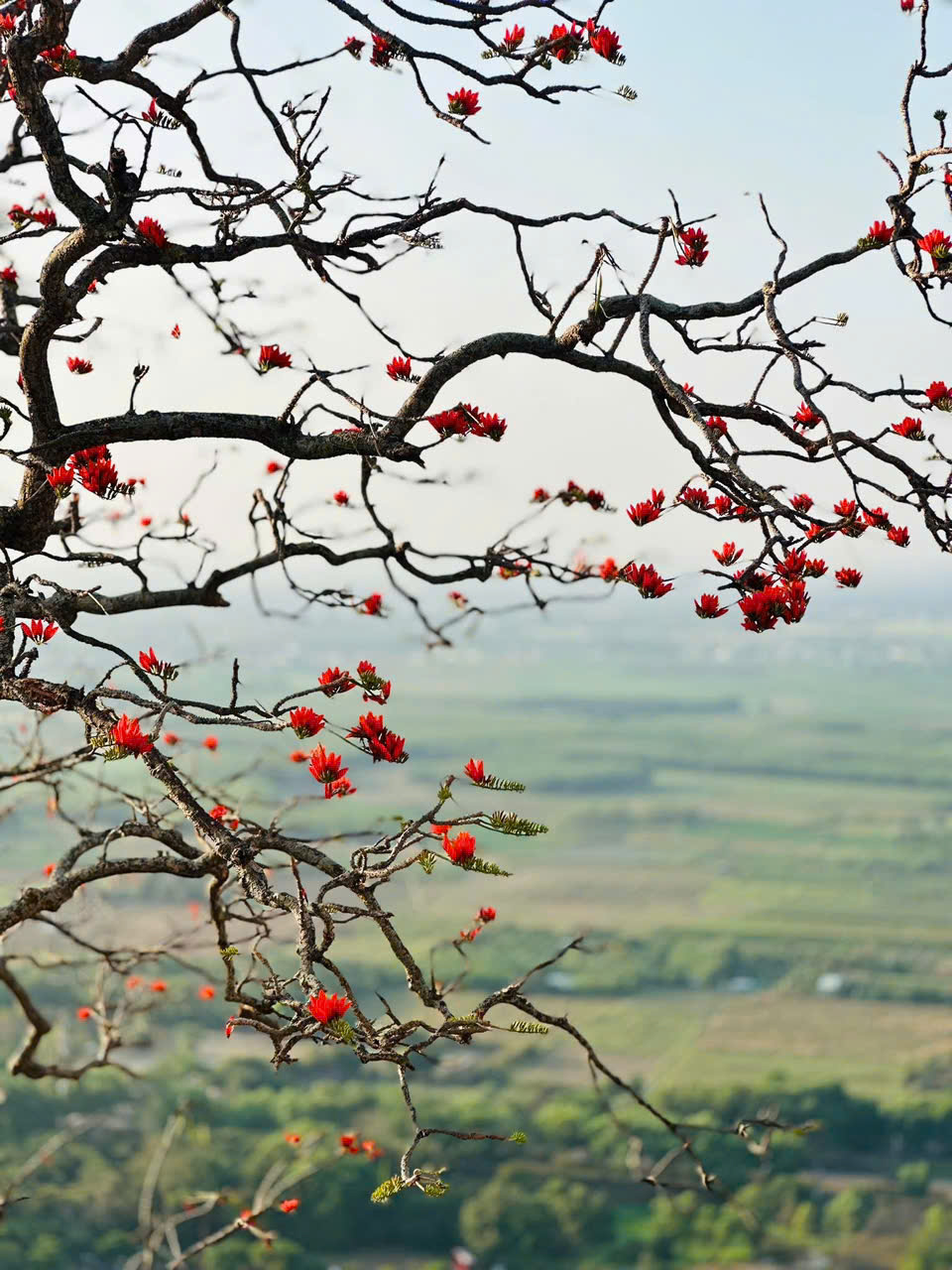 Th&aacute;ng 3, giới trẻ đổ về n&uacute;i B&agrave; Đen &ldquo;săn&rdquo; ảnh hoa v&ocirc;ng nem đỏ rực- Ảnh 8.