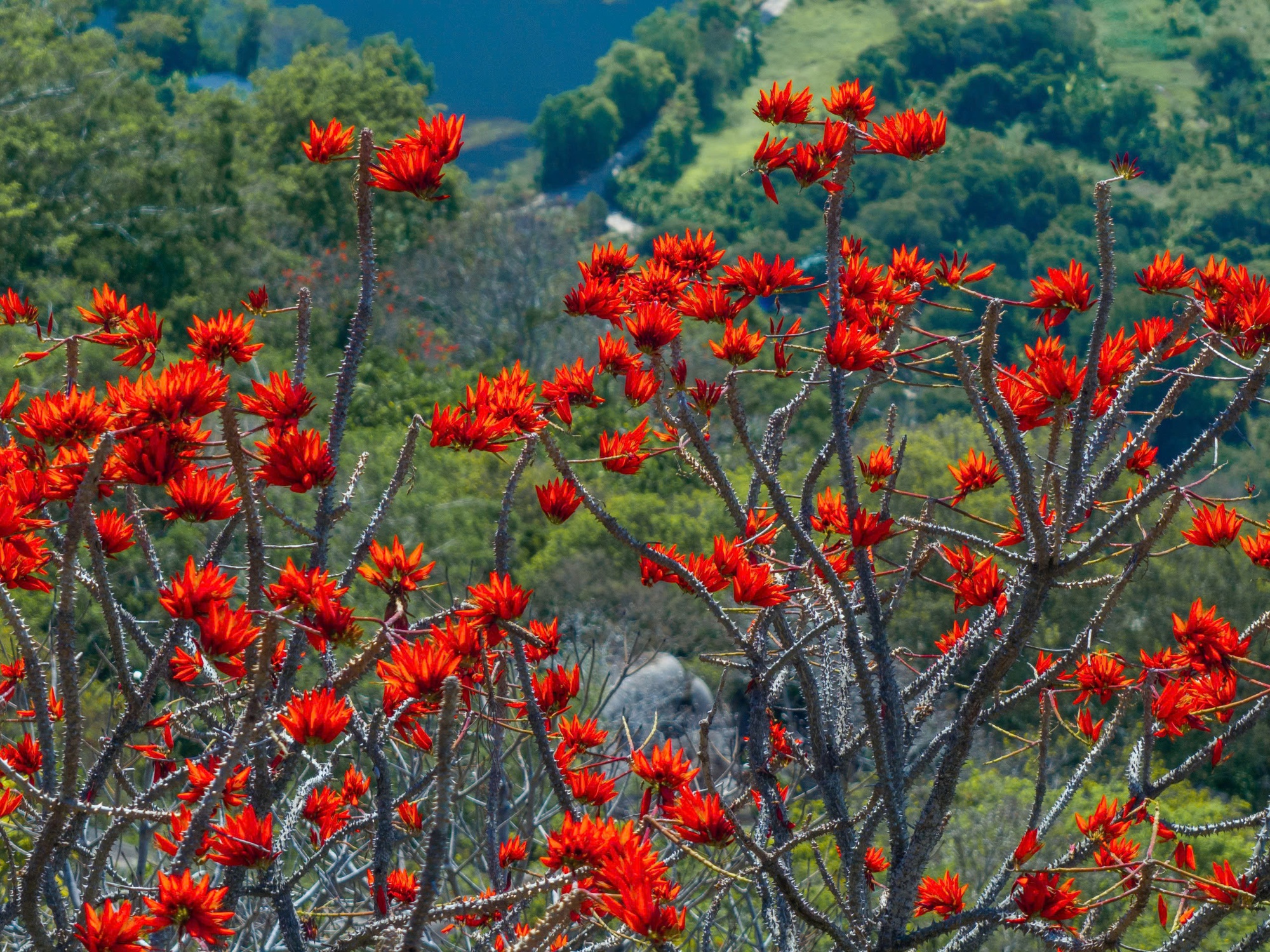 Th&aacute;ng 3, giới trẻ đổ về n&uacute;i B&agrave; Đen &ldquo;săn&rdquo; ảnh hoa v&ocirc;ng nem đỏ rực- Ảnh 9.