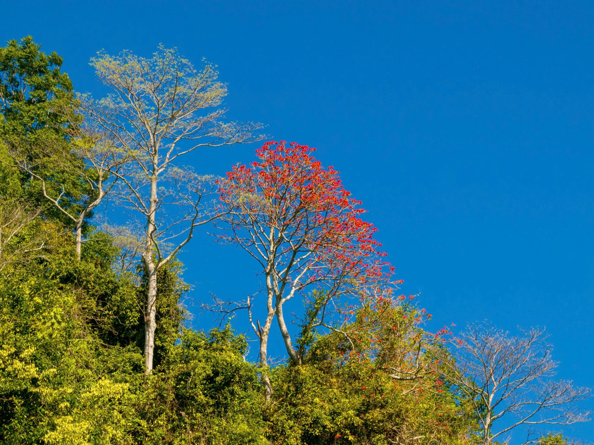 Th&aacute;ng 3, giới trẻ đổ về n&uacute;i B&agrave; Đen &ldquo;săn&rdquo; ảnh hoa v&ocirc;ng nem đỏ rực- Ảnh 10.