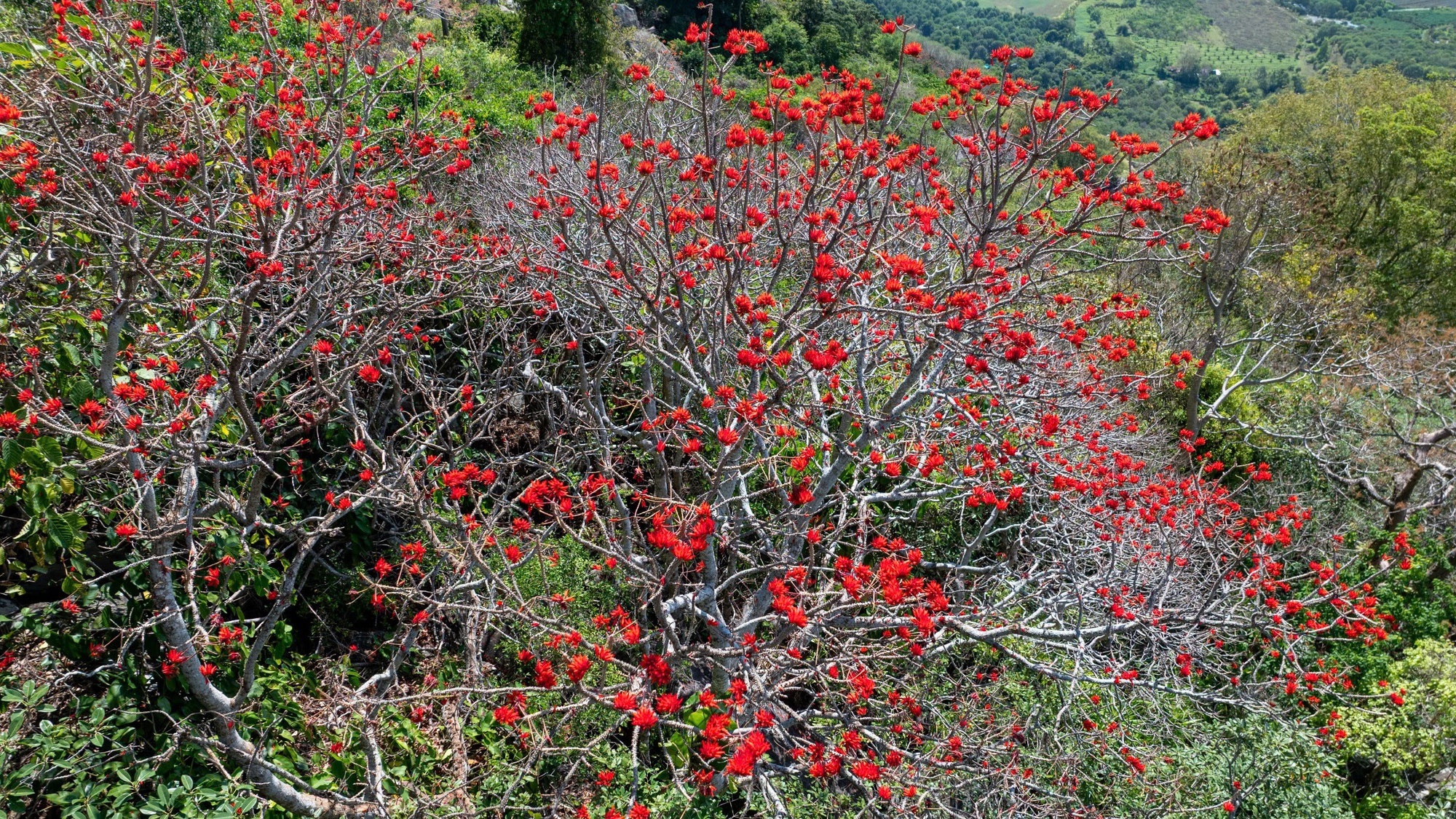 Th&aacute;ng 3, giới trẻ đổ về n&uacute;i B&agrave; Đen &ldquo;săn&rdquo; ảnh hoa v&ocirc;ng nem đỏ rực- Ảnh 11.