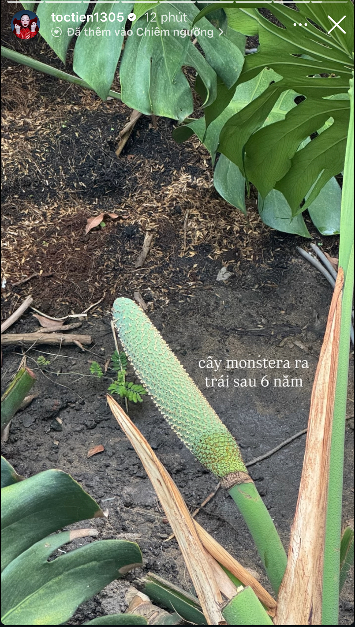 T&oacute;c Ti&ecirc;n trở về biệt thự chung với Touliver- Ảnh 2.