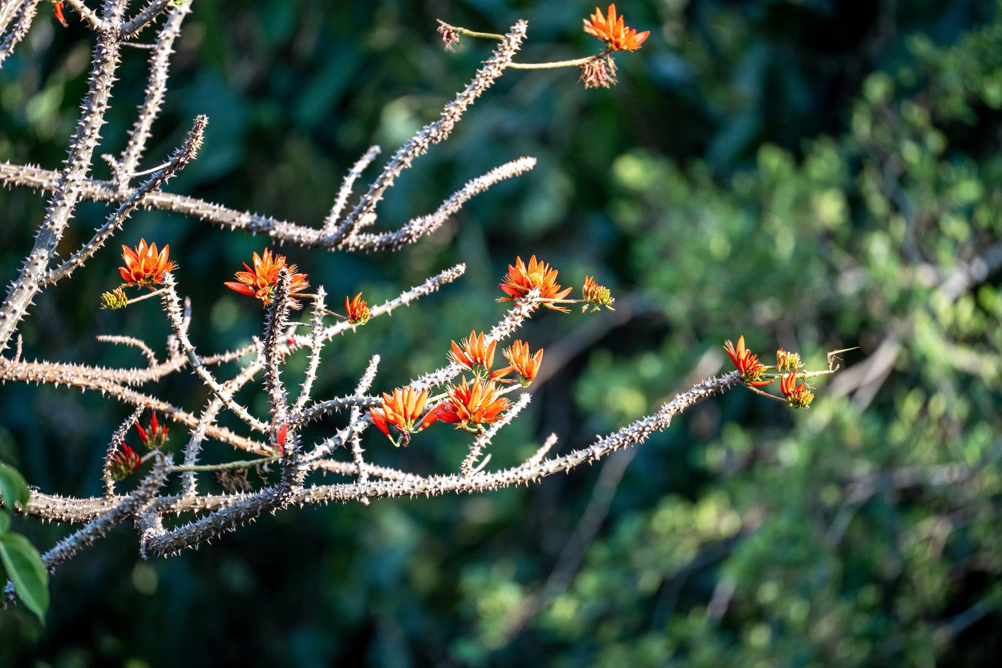 Th&aacute;ng 3, giới trẻ đổ về n&uacute;i B&agrave; Đen &ldquo;săn&rdquo; ảnh hoa v&ocirc;ng nem đỏ rực- Ảnh 2.