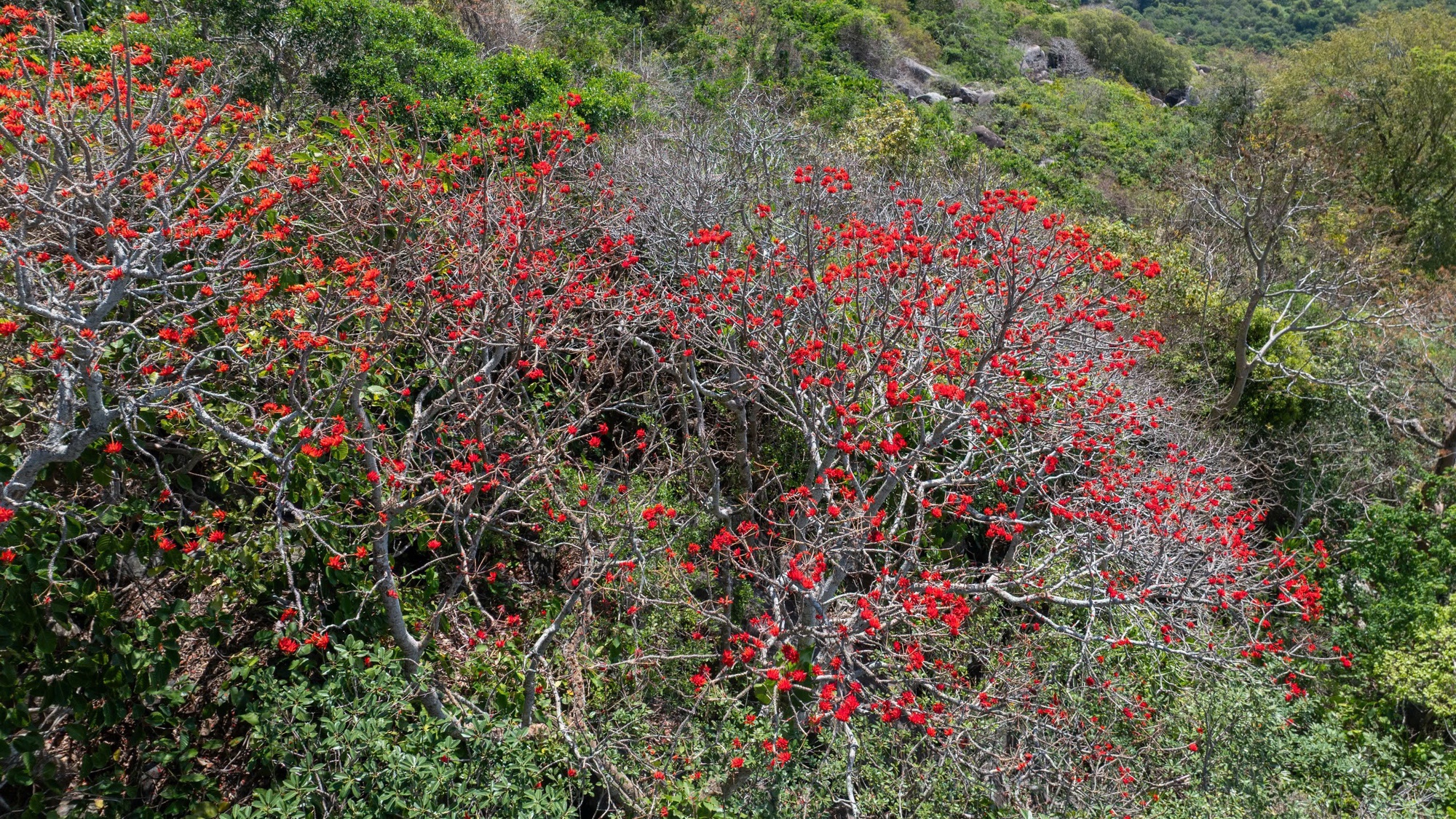 Th&aacute;ng 3, giới trẻ đổ về n&uacute;i B&agrave; Đen &ldquo;săn&rdquo; ảnh hoa v&ocirc;ng nem đỏ rực- Ảnh 3.