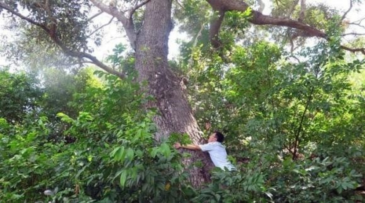 Việt Nam sở hữu "b&aacute;u vật" cực kỳ qu&yacute; hiếm, cả thế giới chỉ c&ograve;n vỏn vẹn 13 c&aacute; thể- Ảnh 1.