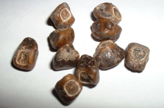 Giống chuối "khổng lồ" kỳ lạ nhất thế giới, c&acirc;y cao gần bằng t&ograve;a nh&agrave; 8 tầng, ăn một quả no cả ng&agrave;y- Ảnh 5.