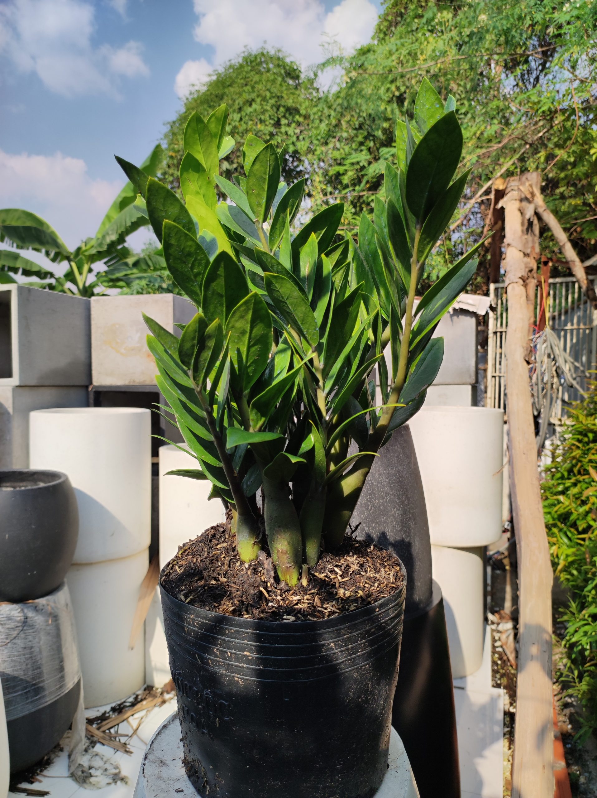 "C&acirc;y tiền" đến từ ch&acirc;u Phi nhưng lại l&agrave; c&acirc;y phong thủy quốc d&acirc;n của cả ch&acirc;u &Aacute;: Mời gọi qu&yacute; nh&acirc;n, k&iacute;ch t&agrave;i lộc rất tốt- Ảnh 2.