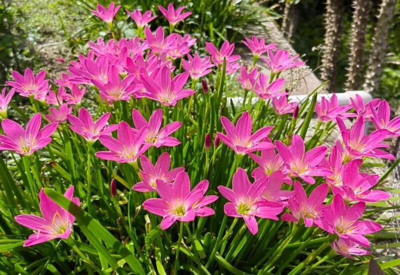 Đ&acirc;y l&agrave; "cỗ m&aacute;y nở hoa" trong nh&agrave;: C&agrave;ng gặp mưa gi&oacute; c&agrave;ng bung nụ, đẹp quanh năm chấp mọi loại thời tiết- Ảnh 5.