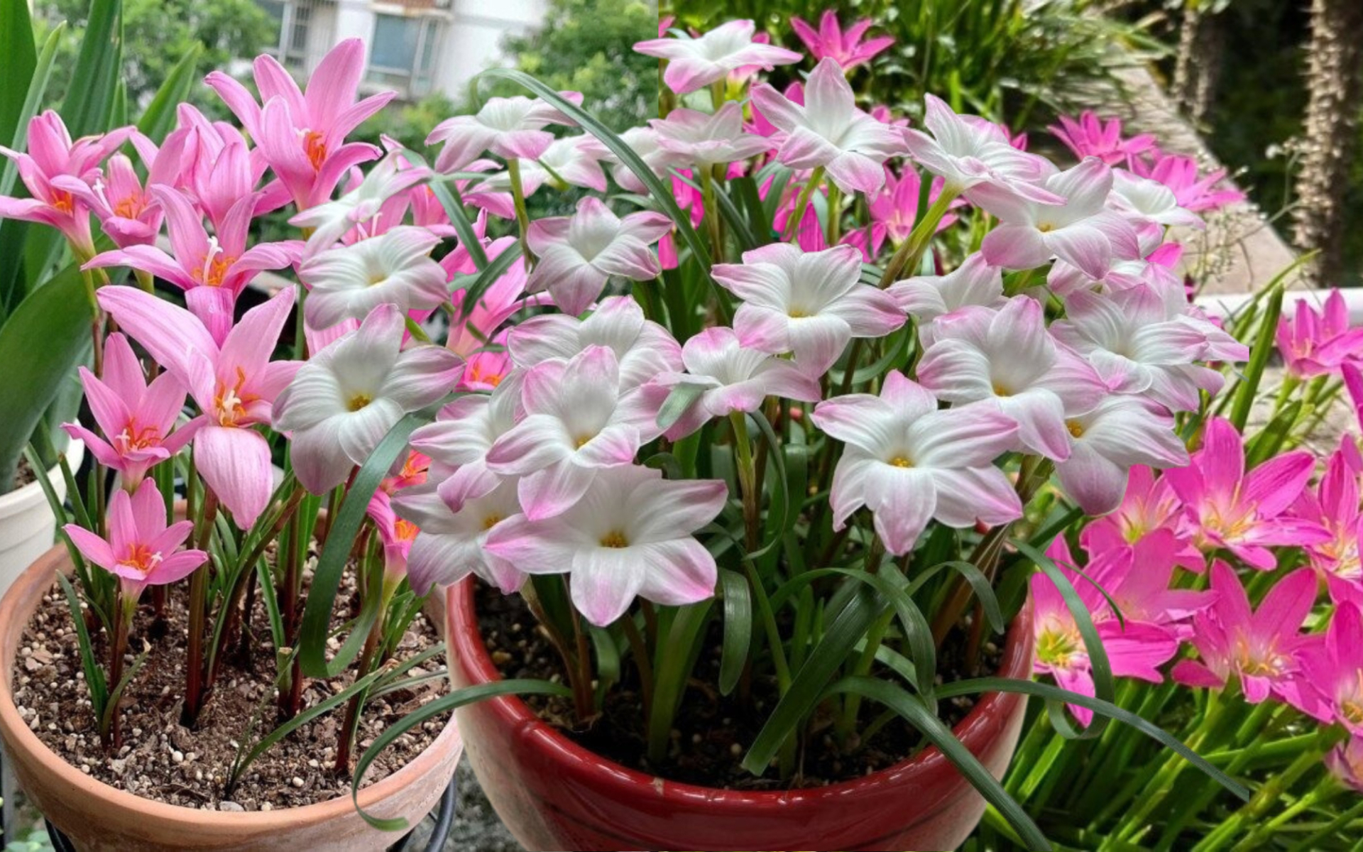 Đ&acirc;y l&agrave; "cỗ m&aacute;y nở hoa" trong nh&agrave;: C&agrave;ng gặp mưa gi&oacute; c&agrave;ng bung nụ, đẹp quanh năm chấp mọi loại thời tiết- Ảnh 1.