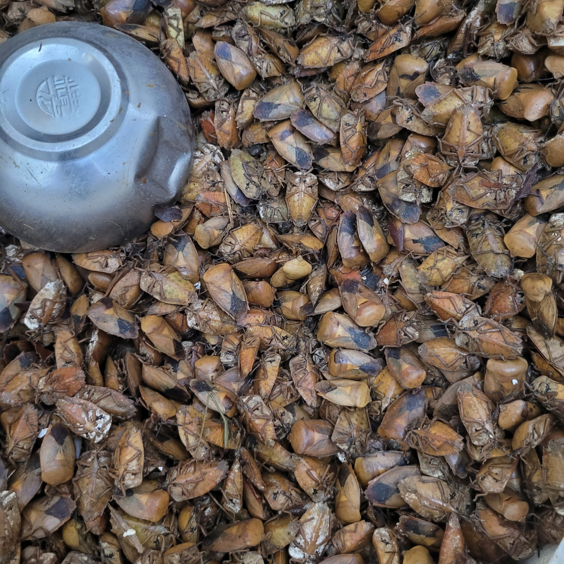 Con đặc sản xưa nhiều người &ldquo;sợ xanh mặt&rdquo;, nay th&agrave;nh đặc sản T&acirc;y Bắc tiền triệu, d&acirc;n nhậu m&ecirc; t&iacute;t săn l&ugrave;ng- Ảnh 5.