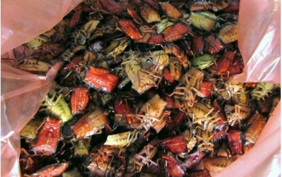 Con đặc sản xưa nhiều người &ldquo;sợ xanh mặt&rdquo;, nay th&agrave;nh đặc sản T&acirc;y Bắc tiền triệu, d&acirc;n nhậu m&ecirc; t&iacute;t săn l&ugrave;ng- Ảnh 3.