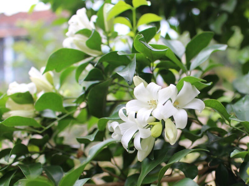 3 lo&agrave;i hoa dễ trồng, chạm đất l&agrave; sống: V&agrave;i năm sau th&acirc;n c&ograve;n h&oacute;a gỗ, d&aacute;ng đẹp như bonsai tiền triệu- Ảnh 4.