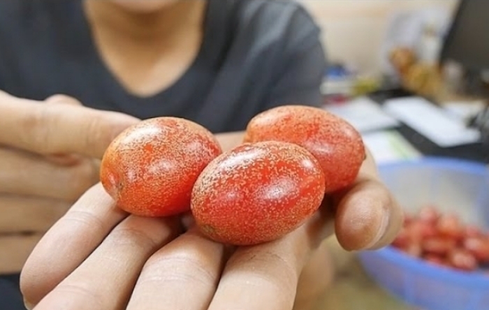 C&ocirc;ng dụng của c&acirc;y nh&oacute;t- Ảnh 1.