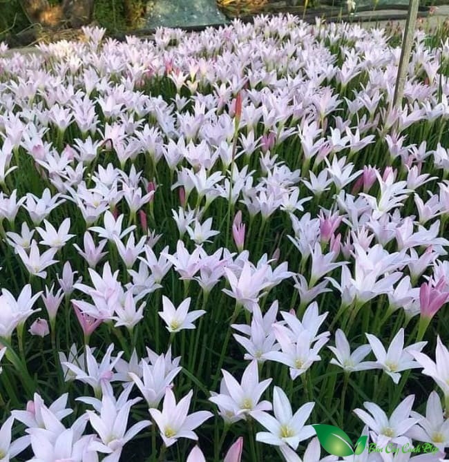 Đ&acirc;y l&agrave; "cỗ m&aacute;y nở hoa" trong nh&agrave;: C&agrave;ng gặp mưa gi&oacute; c&agrave;ng bung nụ, đẹp quanh năm chấp mọi loại thời tiết- Ảnh 4.