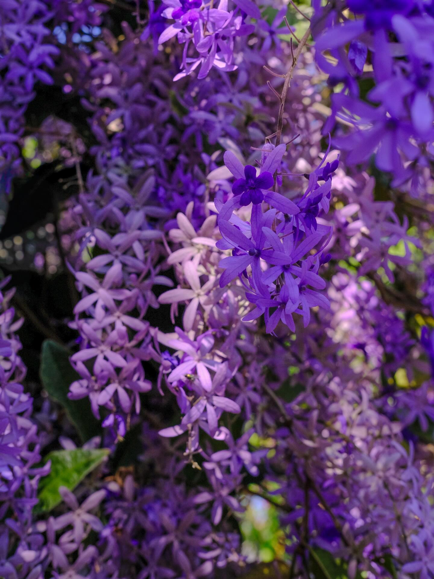 Kh&ocirc;ng phải hoa sưa, cũng chẳng phải hoa ban trắng, tọa độ check in hoa mai xanh Th&aacute;i đang được d&acirc;n t&igrave;nh m&ecirc; đắm- Ảnh 2.