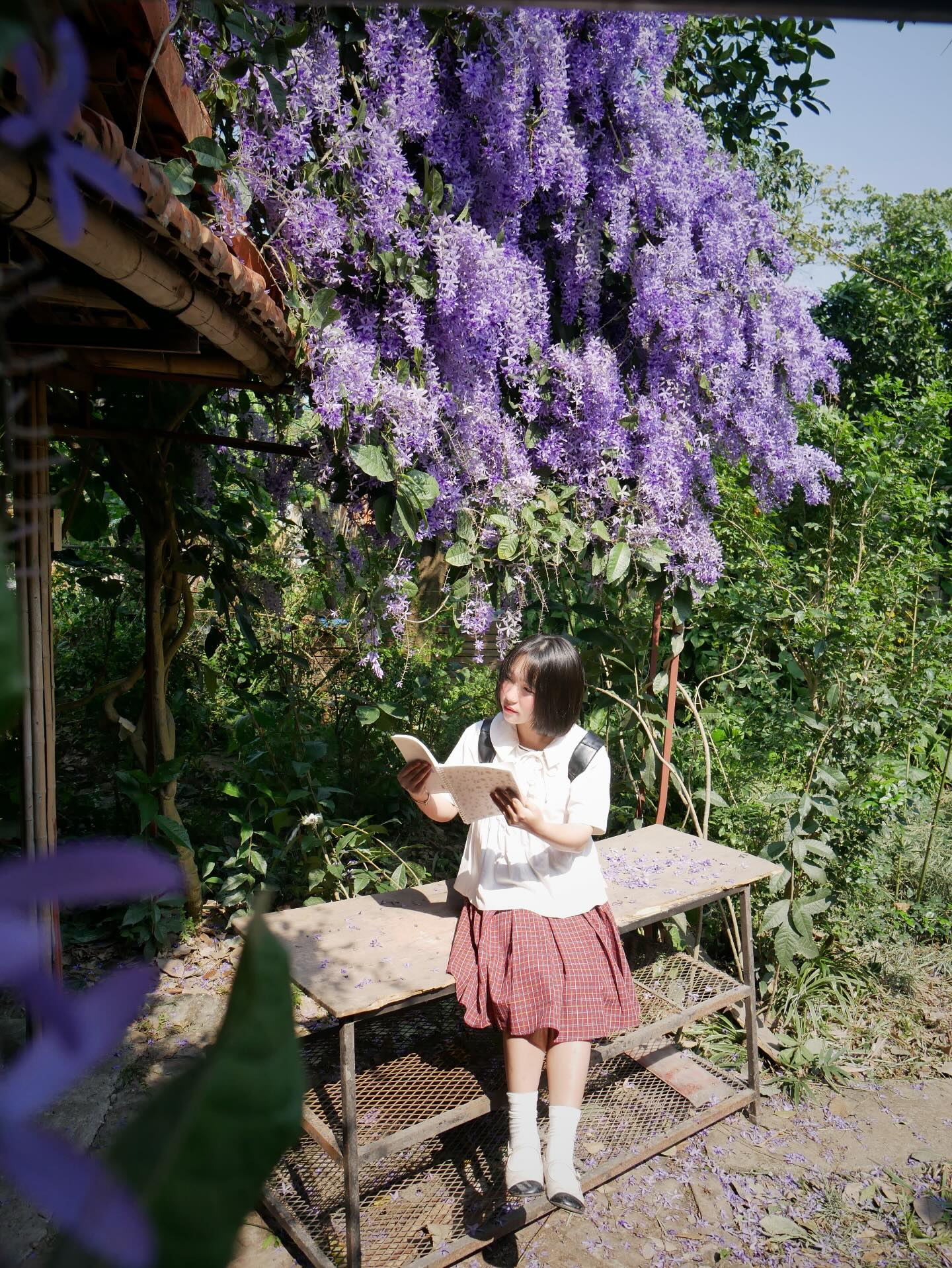 Kh&ocirc;ng phải hoa sưa, cũng chẳng phải hoa ban trắng, tọa độ check in hoa mai xanh Th&aacute;i đang được d&acirc;n t&igrave;nh m&ecirc; đắm- Ảnh 14.