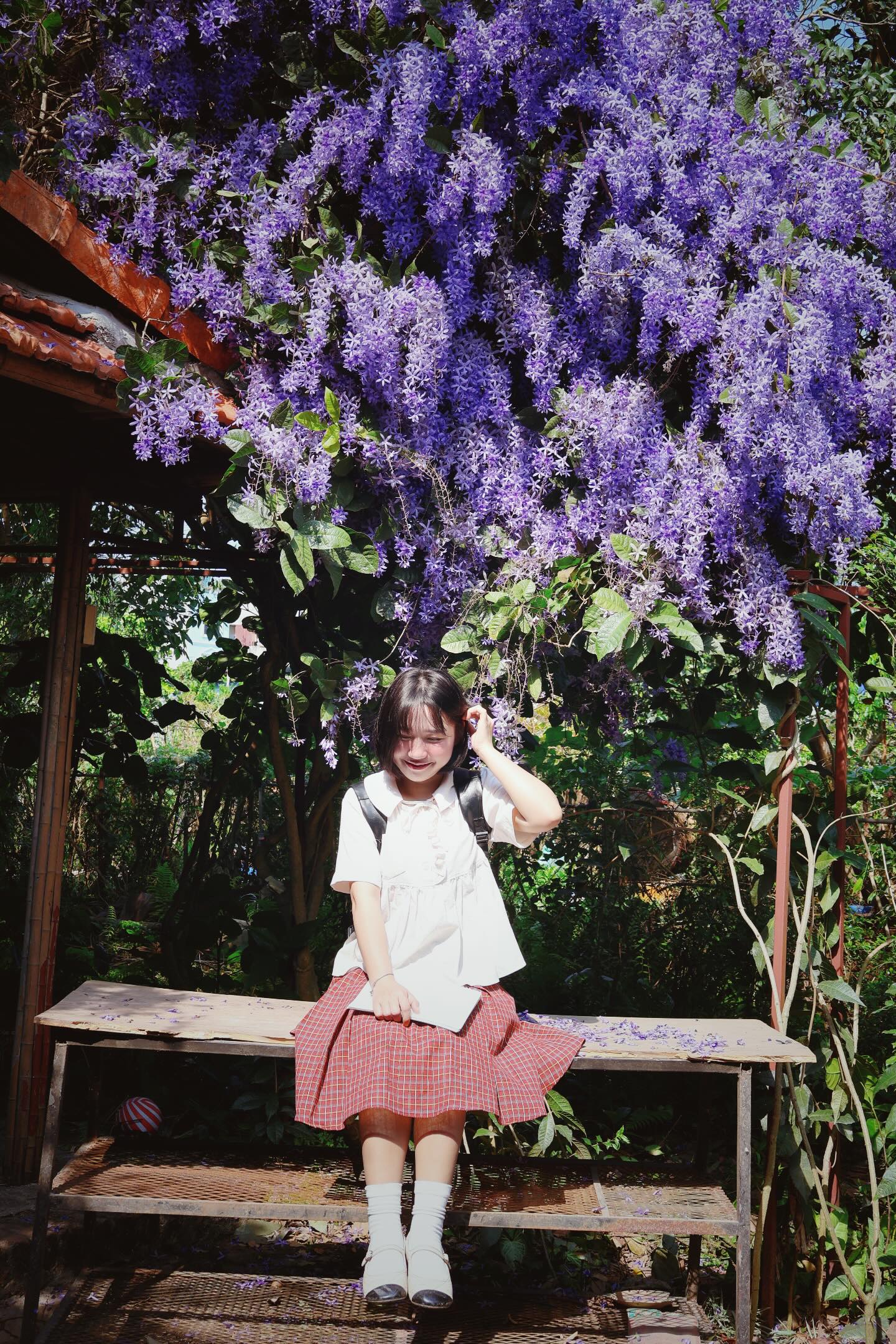 Kh&ocirc;ng phải hoa sưa, cũng chẳng phải hoa ban trắng, tọa độ check in hoa mai xanh Th&aacute;i đang được d&acirc;n t&igrave;nh m&ecirc; đắm- Ảnh 10.